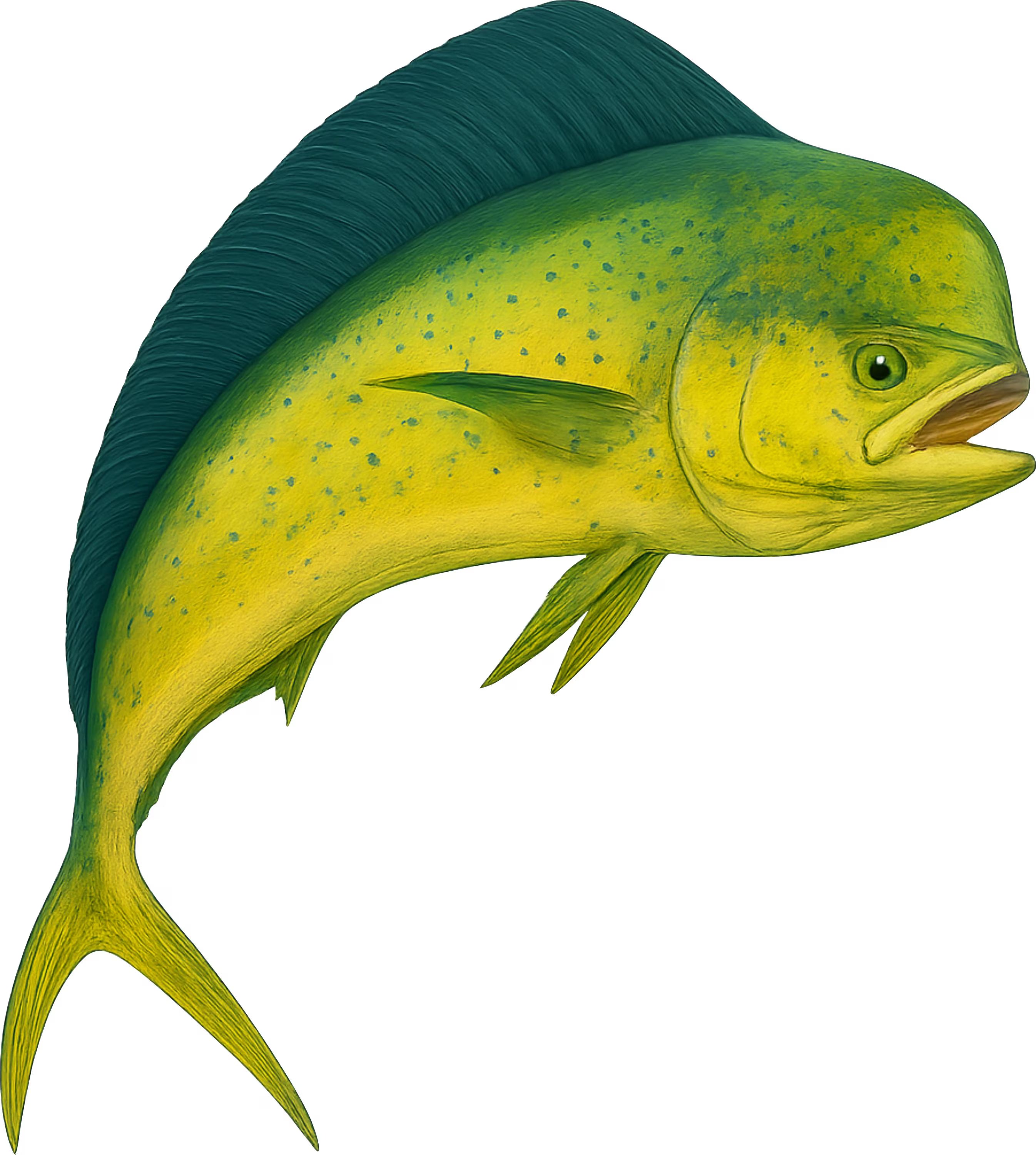 Dolphin fish printed  Metal Sign Exterior or Interior